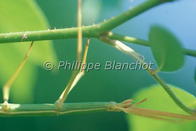 clonopsis gallica 2.JPG - Clonopsis gallicaPhasme gauloisWalkingstickPhasmatodea, BacillidaeFrance